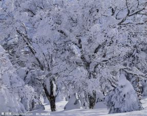 雪松的生长特点及生长周期