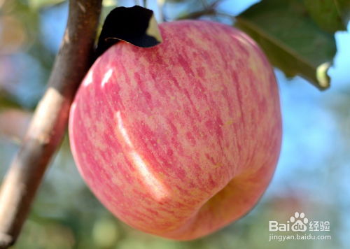 十一、 红富士苹果摘袋后可喷洒的药物