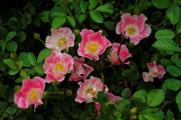 月季叶子大揭秘：如何准确识别月季品种？