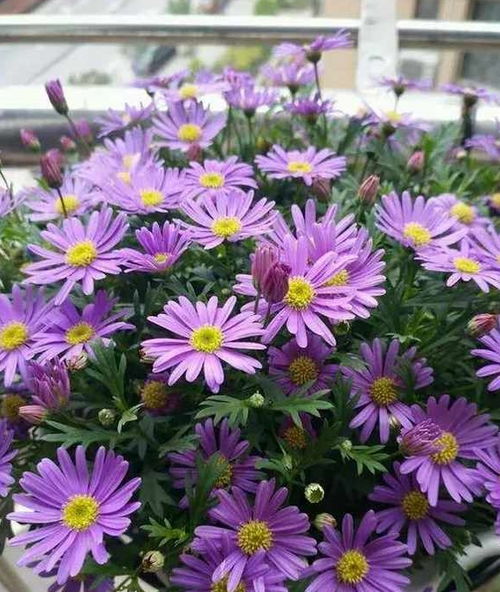 花开花落，自然之律