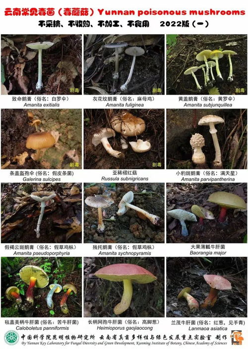 橄榄种子种植指南：了解其益处与潜在风险