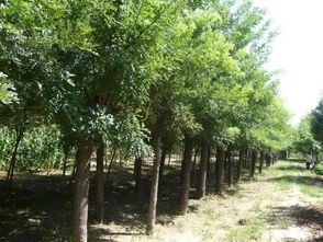 刺槐树：历史悠久的“北方铁汉子”