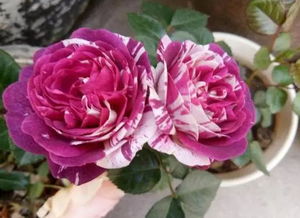 一、 修剪——月季的美容术