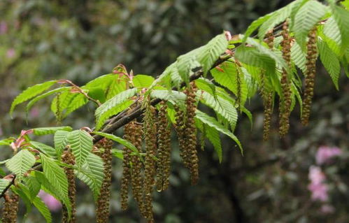 生长环境，气候影响