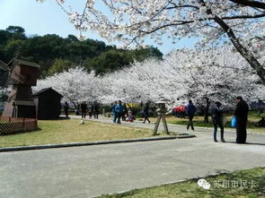 特色怡园赏花记