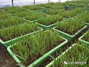 草甘膦：韭菜收割后的救命稻草