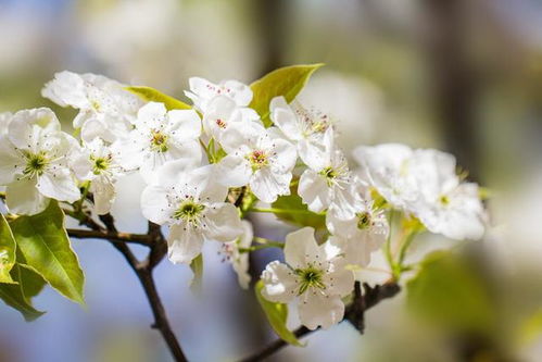 梨花盛开季节揭秘：春季的浪漫之花