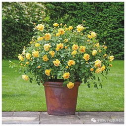 月季盆栽：家的温馨点缀