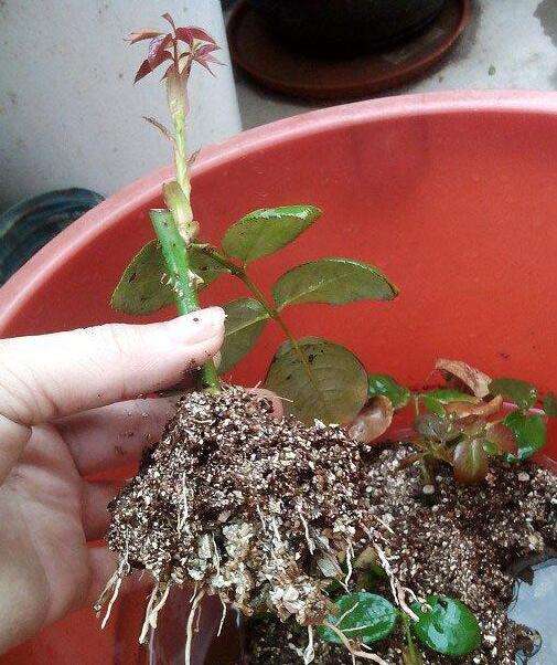 生根粉助力， 生根速度梗快