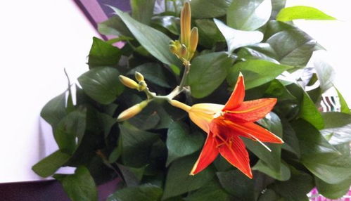 绿萝会开花吗？图片大全里都有哪些花型？