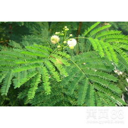 “春季还是秋季，草籽在哪个季节播种最适宜