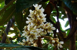 二、 柏树花的神奇功效