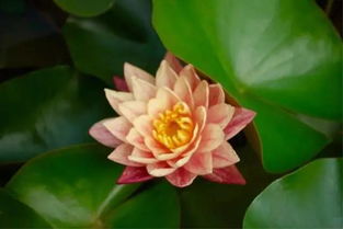 午时花的绚烂，令人陶醉