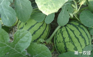 再说说蚜虫，这小东西可真是烦人