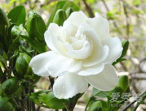 栀子花可以吃吗？教你几种美味又安全的吃法
