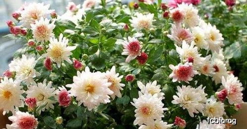 杭白菊种植时如何科学施肥和浇水，才能保证其花朵洁白如雪
