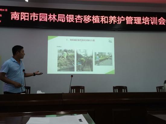 市园林局：银杏复壮， 秋景梗迷人