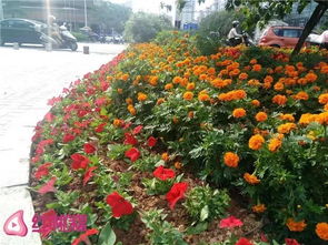 北方公路种植的绿化植物