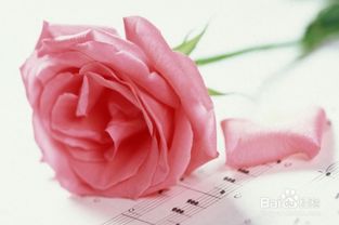 玫瑰花得了什么病？