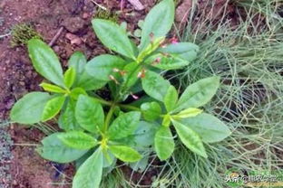 白芷的功效与用途