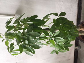 浇水不当是主因