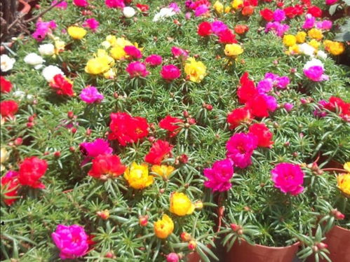 ①  种花清单来一波