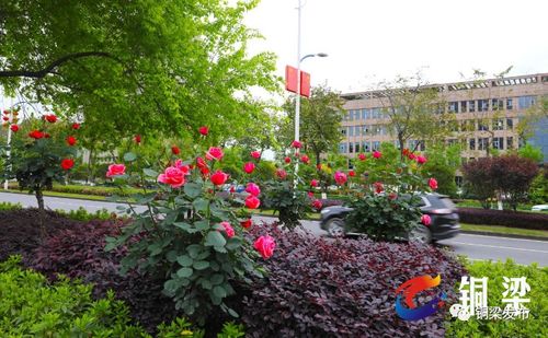 缠绵后的美景， 杆直挺立