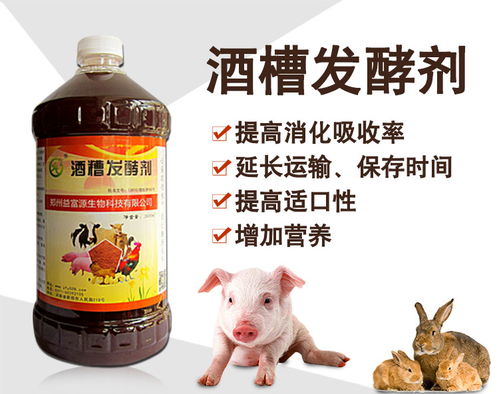 玉米酒糟：养猪饲料中的全能营养补给站