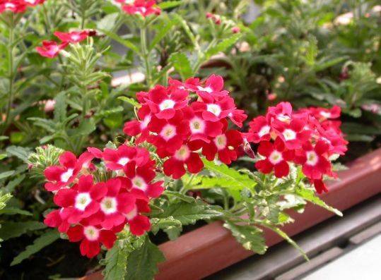 3. 紫罗兰：清新脱俗，花语美好