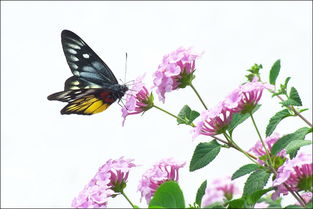 pp花长高了如何巧妙补救