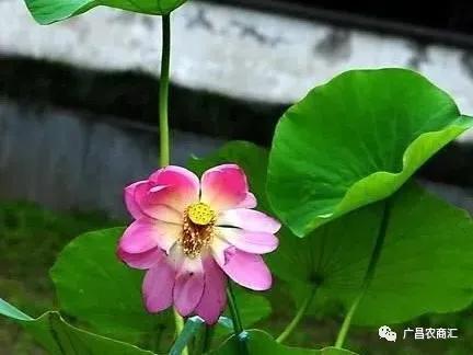 正确施肥的重要性