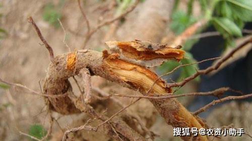 软枣猕猴桃锈病防治，你真的懂吗？