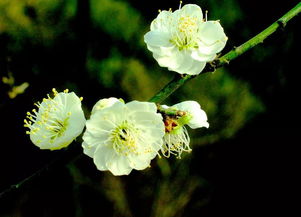 绿萼梅：香气浓郁， 花朵美丽