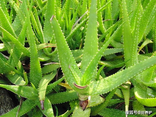 喜欢的芦荟品种：卡萨帝与范巴伦