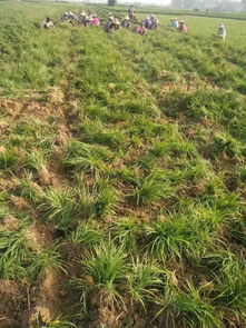 比较与选择：哪个梗适合北方地区种植？