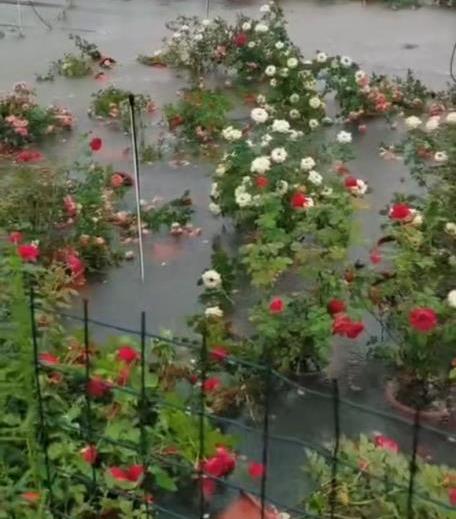 月季成长记：困难重重中的完美绽放