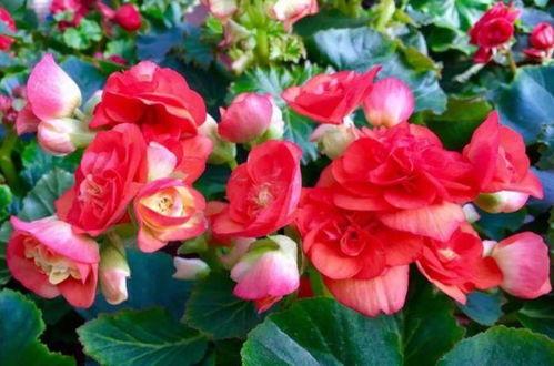 土壤要选好，浇水不烦恼