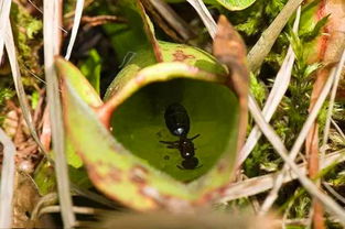 食肉植物株花草的捕虫机制揭秘