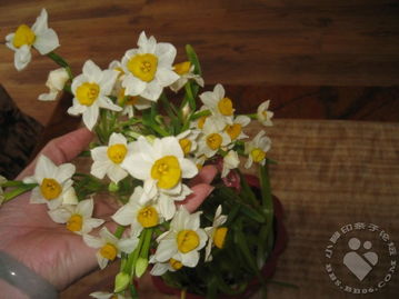 水仙花种子图片上这小小的水仙花，为何不愿离开它呢？