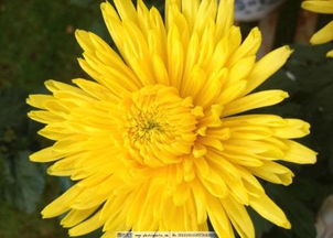 毫菊花，滁菊花，贡菊花，你认识吗？