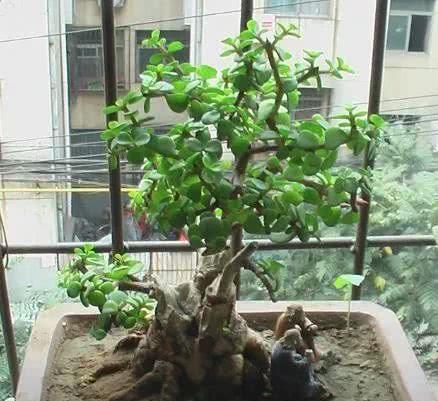 修剪技巧与注意事项