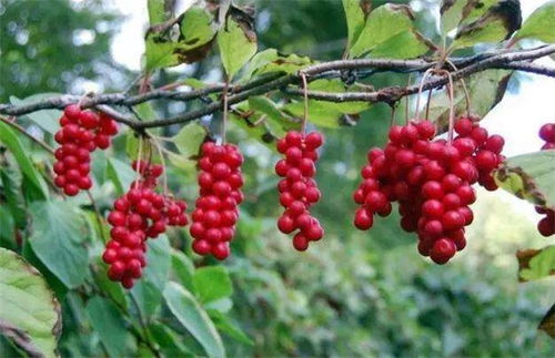 五味子种植管理要点中，如何科学施肥才能提高五味子产量和品质