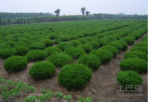 下山桩回芽技术：确保苗木复苏，提高成活率！