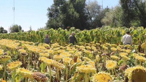 秋天里的丰收景象