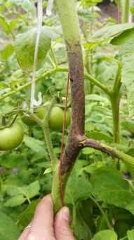 效果怎么样？等我这心里没底