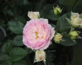 再来说说漂亮的裙子月季