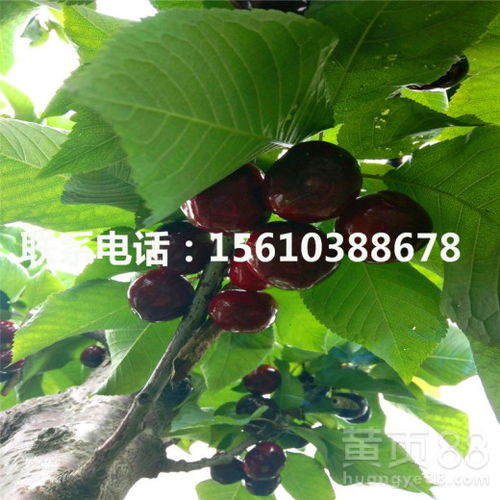 第二趴：肉眼嫩辨的差别