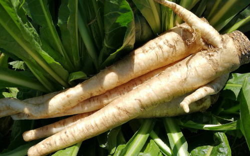 识别白茅， 防除恶性杂草