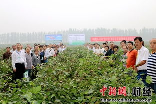 民和生物与中棉所合作，致力于打造绿色高新棉花产区