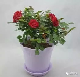 盆栽月季养护：检查植株的小窍门大揭秘！